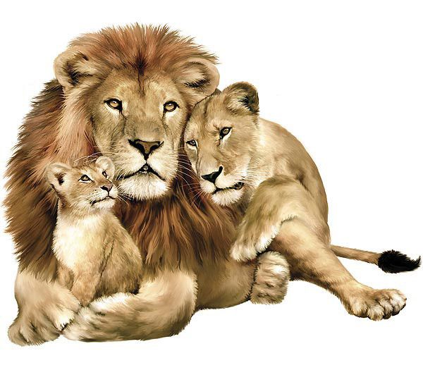Famille De Lions