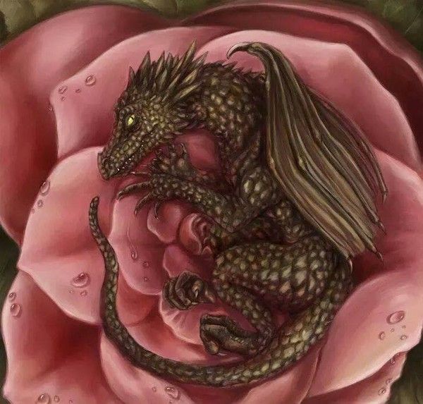 Dragonnet Dans Une Rose