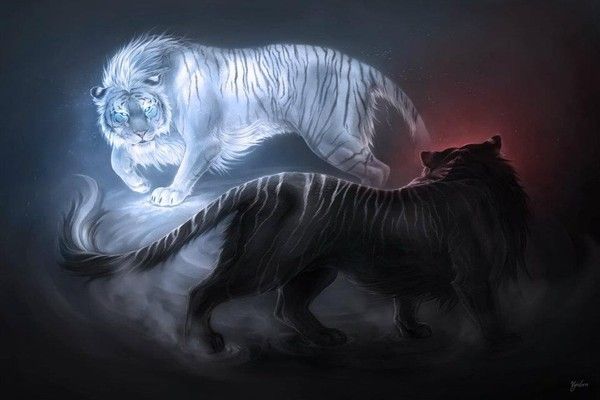 Tigre Blanc & Tigre Noir se défiant