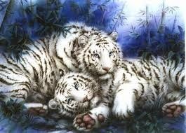 Couple Tigres Blancs Relax