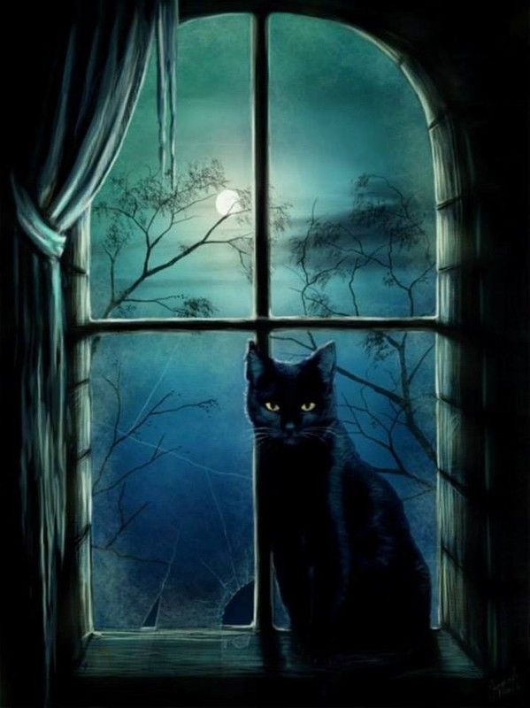 Chat Noir Sur 1 Fenêtre Aux Vitres Brisées