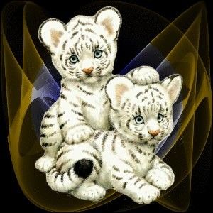 2 Bébés Tigres Blancs