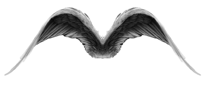 Résultat de recherche d'images pour "ailes gif"