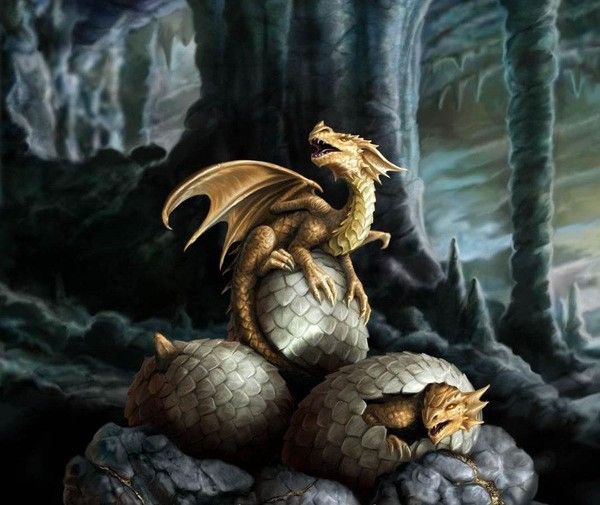 Naissance De 3 Dragonnets Dorés