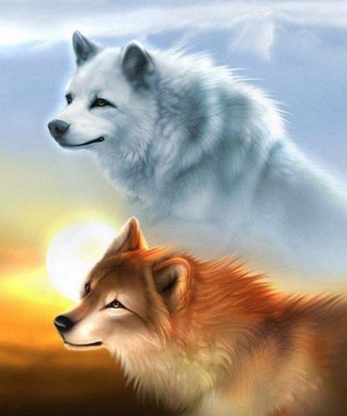 Loup Blanc & Loup Marron