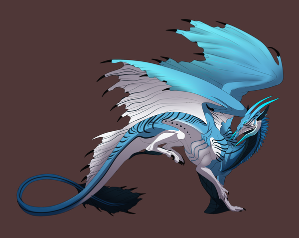 Dragon Bleu Blanc Tigré Noir