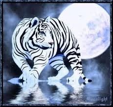 Tigre Blanc Pleine Lune