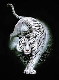 Tigre Blanc Fantôme